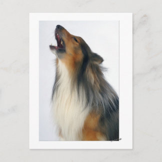 Carte Postale chien hurlant