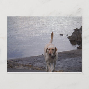 Carte Postale Chien jaune sur le quai Jaune du Labrador