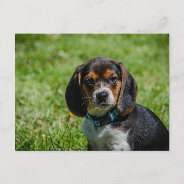 Carte Postale Chien joueur dans l'herbe (Devant)