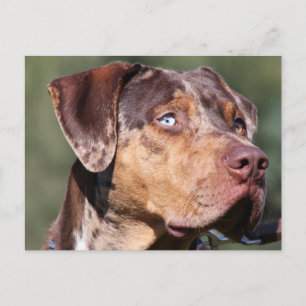 Carte Postale chien léopard catahoula de Louisiane
