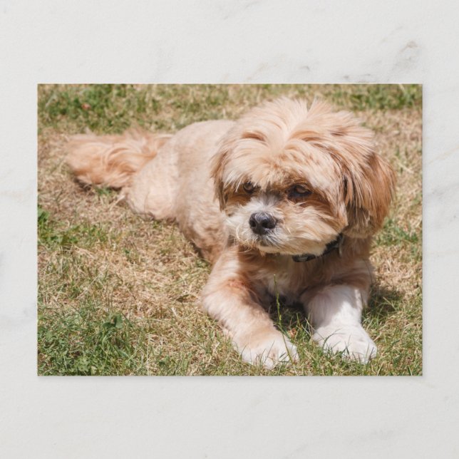 Carte Postale Chien Lhasa Apso (Devant)
