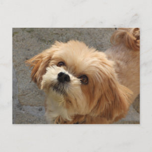 Carte Postale Chien Lhasa Apso dans un jardin