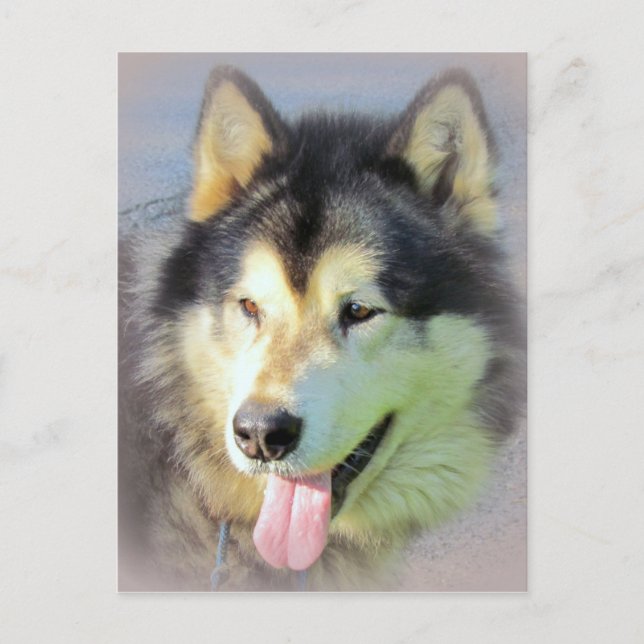 Carte Postale Chien malamué de l'Alaska (Devant)