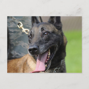 Carte Postale Chien Malinois Belge Souriant