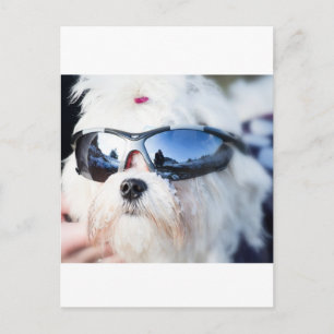 Carte Postale Chien maltais mignon