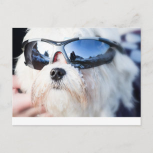 Carte Postale Chien maltais mignon