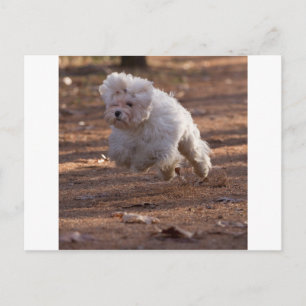 Carte Postale Chien maltais mignon