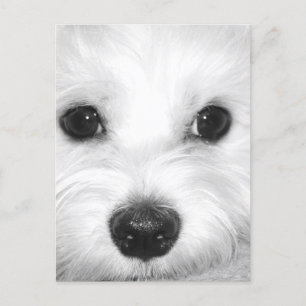Carte Postale Chien maltais, yeux adorables et nez charmant