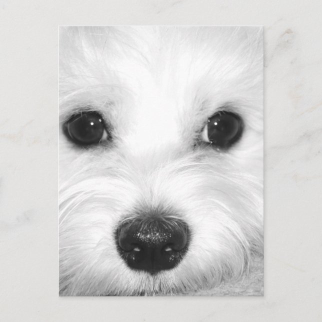 Carte Postale Chien maltais, yeux adorables et nez charmant (Devant)