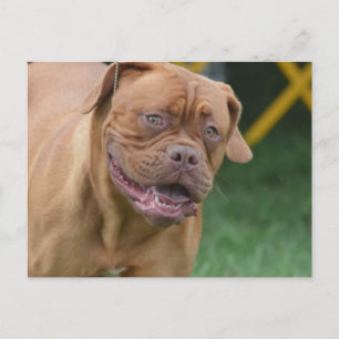 Carte Postale Chien mastiff français
