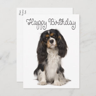 Carte Postale Chien mignon Cavalier King Charles Spaniel Anniver