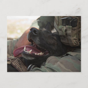 Carte Postale Chien militaire allemand berger souriant