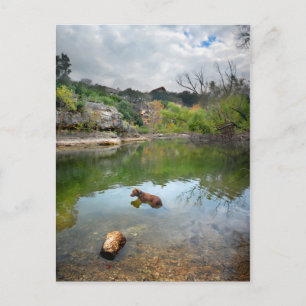 Carte Postale Chien nageant à Barton Creek - Austin Texas