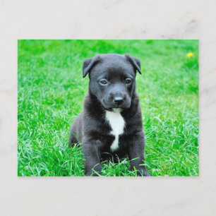 Carte Postale Chien noir de bébé
