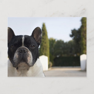 Carte Postale Chien par entrée