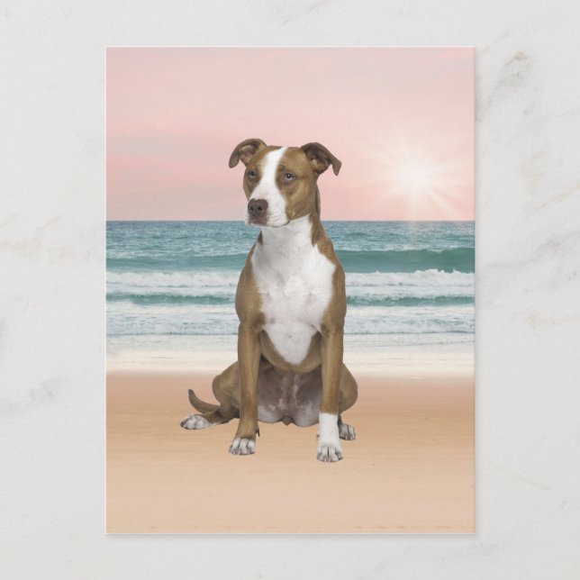 Carte Postale Chien Pitbull Mignon Assis sur la Plage au coucher (Devant)