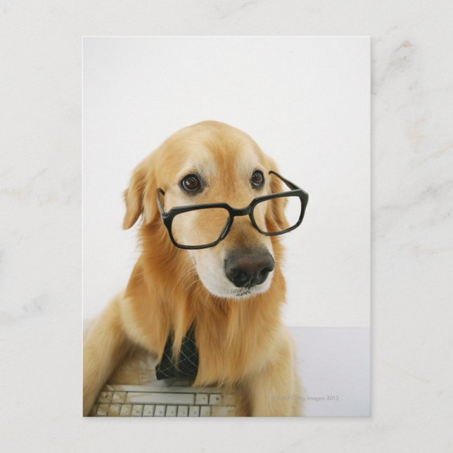 Carte Postale Chien portant cravate et lunettes assis sur la cha (Devant)