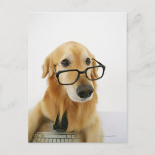 Carte Postale Chien portant cravate et lunettes assis sur la cha