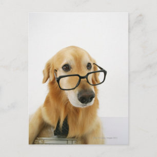 Carte Postale Chien portant cravate et lunettes assis sur sa cha
