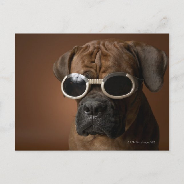 Carte Postale Chien portant des lunettes de soleil (Devant)