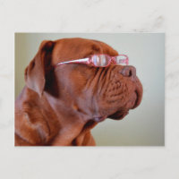 Chien portant des lunettes roses
