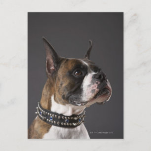 Carte Postale Chien portant un col, regardant loin