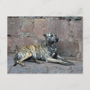 Carte Postale Chien rayé gris à Cusco, Pérou