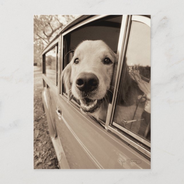 Carte Postale Chien regardant dehors une fenêtre de voiture (Devant)