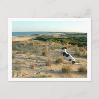 Carte Postale chien regardant la mer