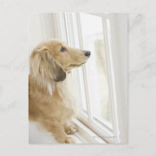 Carte Postale Chien regardant par la fenêtre
