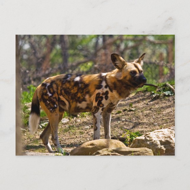 Carte Postale Chien sauvage africain 1932 (Devant)