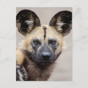 Carte Postale Chien sauvage africain (Chien peint)