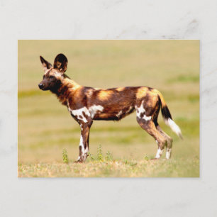 Carte Postale Chien sauvage africain (Lycaon Pictus) debout