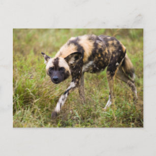 Carte Postale Chien Sauvage Africain (Lycaon Pictus), Madikwe Ga