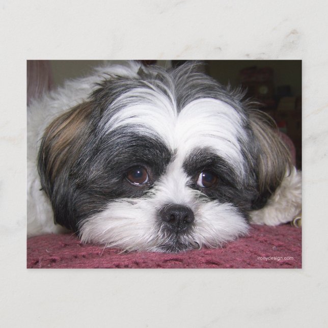 Carte Postale Chien Shih Tzu (Devant)
