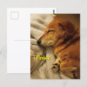 Carte postale Chien Souriant