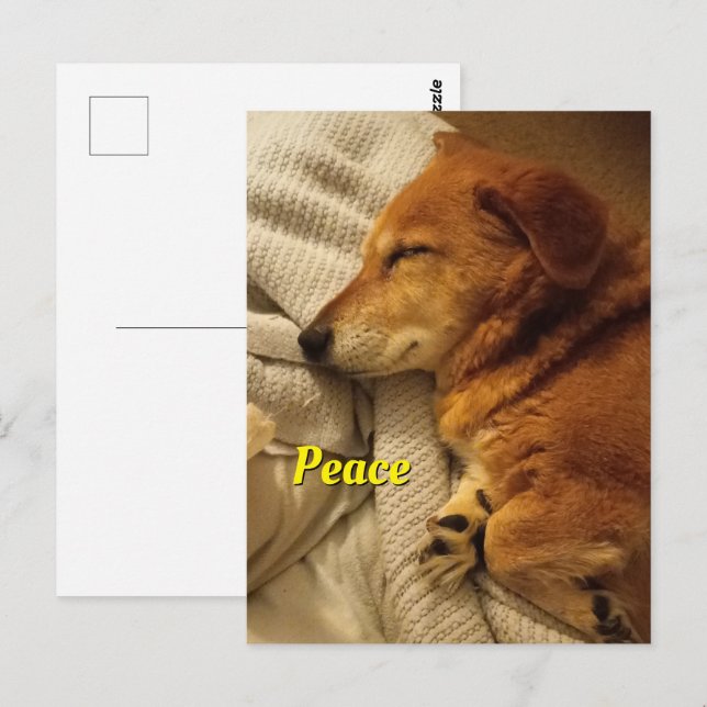 Carte postale Chien Souriant (Devant / Derrière)