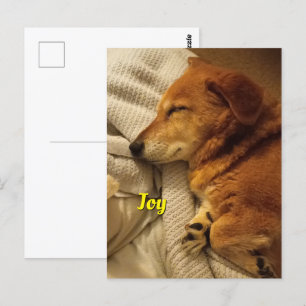 Carte postale Chien Souriant