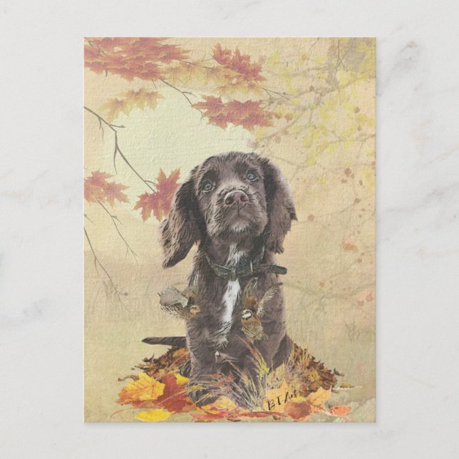 Carte Postale Chien spaniel spaniel cocker au chocolat (Devant)