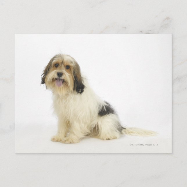 Carte Postale Chien sur blanc 104 (Devant)