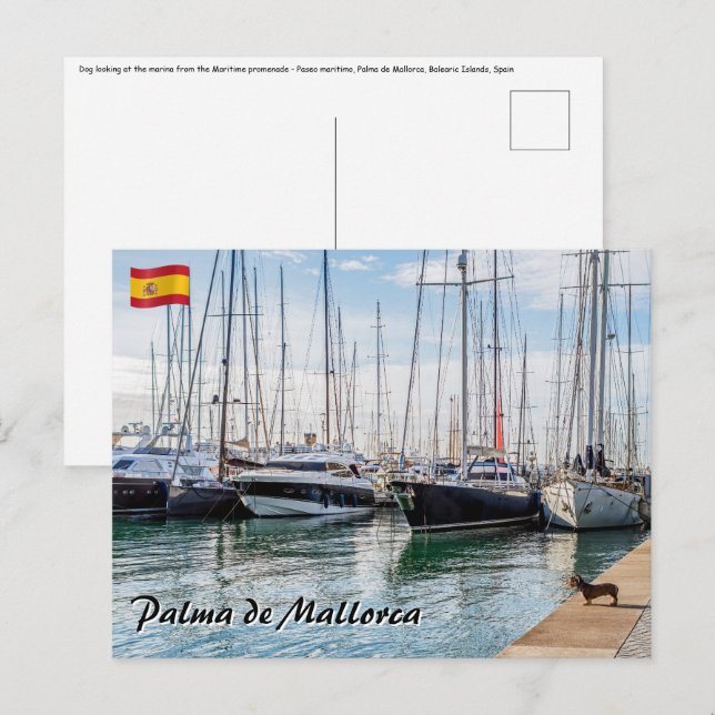 Carte Postale Chien sur le Paseo maritimo - Palma de Mallorca (Devant / Derrière)