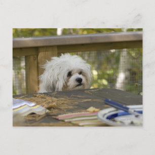 Carte Postale Chien sur une table de pique-nique