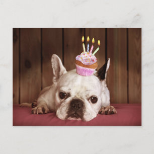 Carte Postale Chien-taureau français avec Cupcake d'anniversaire