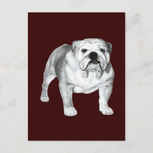 Carte Postale Chien-taureaux anglais - Dessin au crayon
