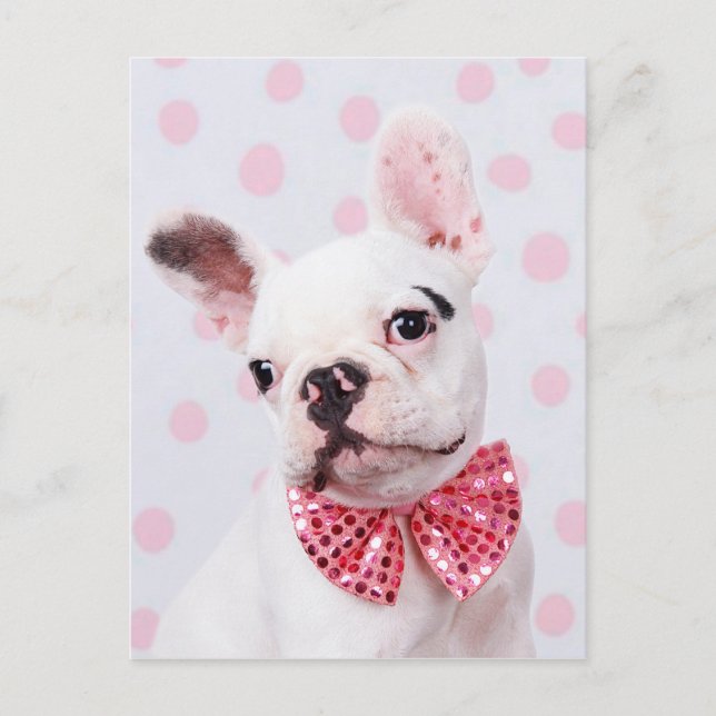 Carte Postale Chien-taureaux français avec Cravate de cou (Devant)