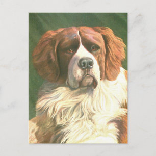 Carte Postale Chien Terre-Neuve Vintage