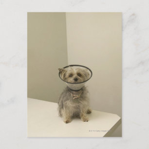 Carte Postale Chien Terrier portant un collier de protection