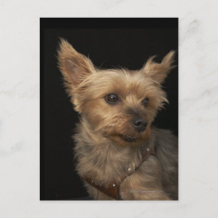 Carte Postale Chien Yorkie aux cheveux courts en regardant à dro