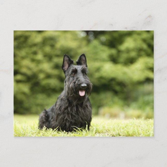 Carte Postale Chiens (Devant)