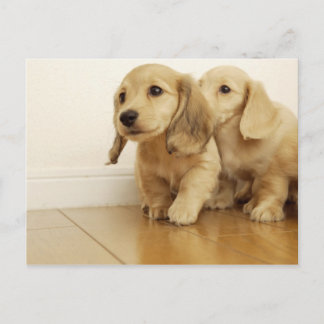 Carte Postale Chiens